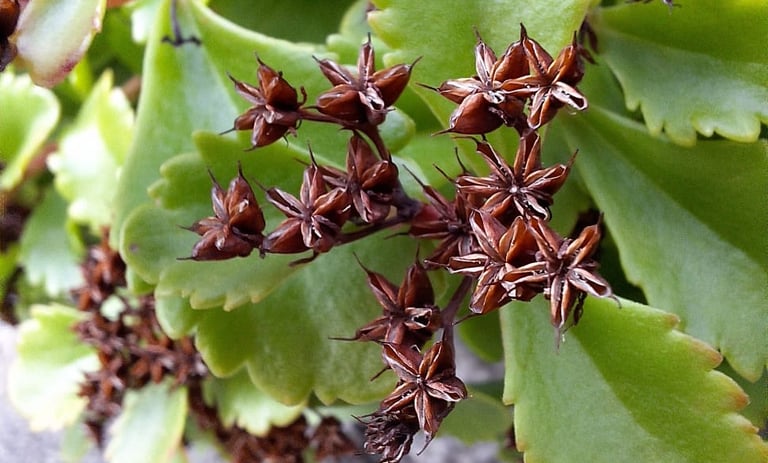 a small plant with dead flowers