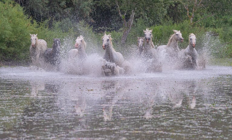A herd of white Camargue horses galloping through shallow water with dramatic splashes and reflections.