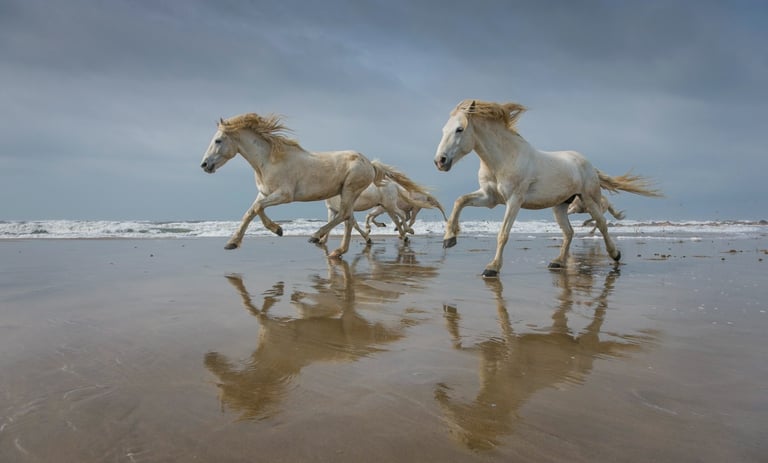 Wild white Camargue horses galloping along a sandy beach at the ocean's edge.