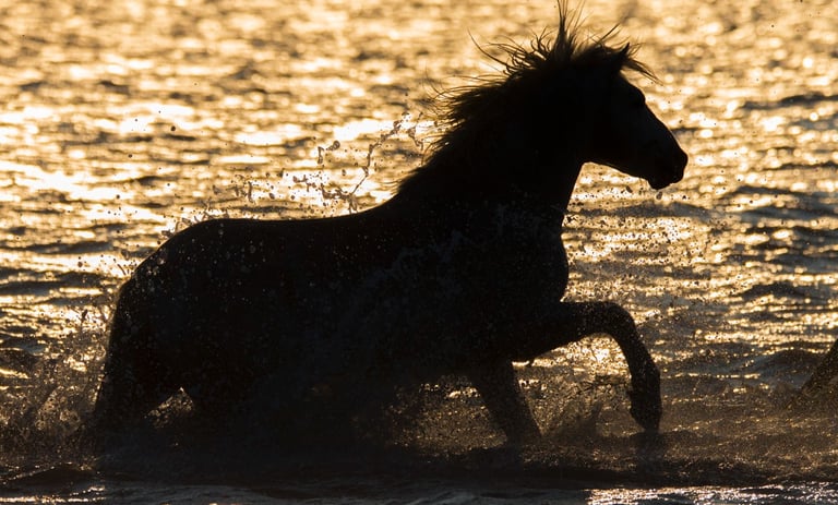 Silhouette of a wild horse galloping through ocean waves at sunset with water splashing.