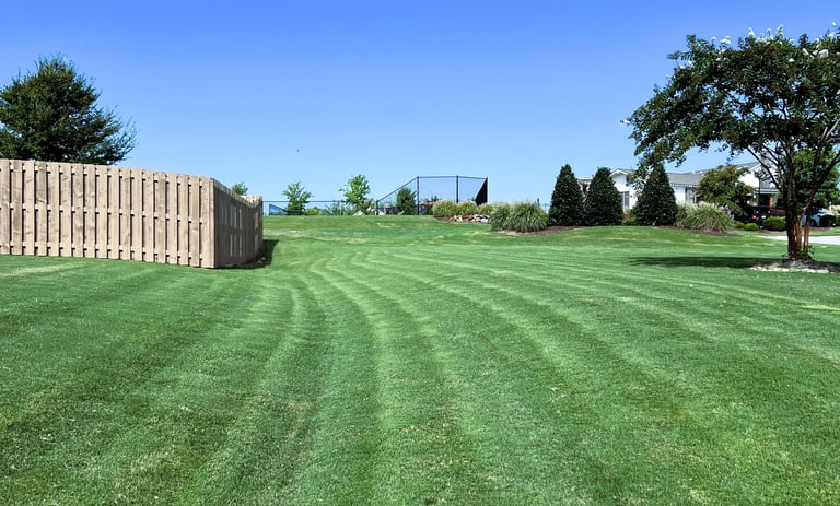 Green lawn with a blue sky above, crepe myrtle tree on the right, and fence on the left.