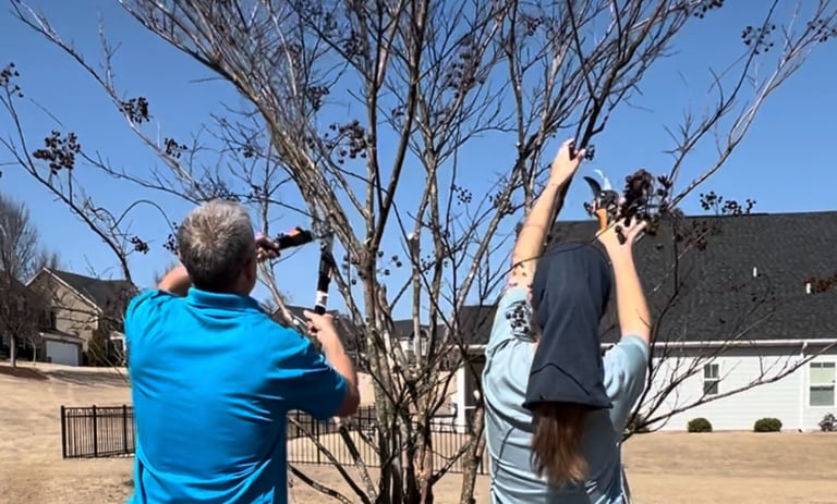 Team members pruning crepe myrtle tree in the late winter.