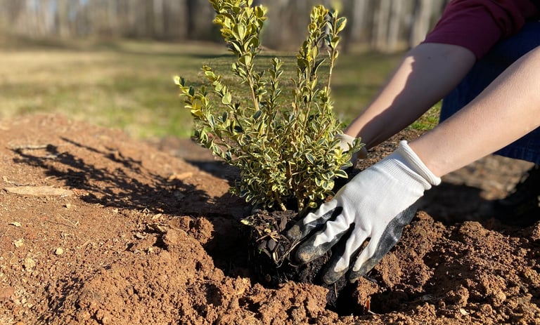 Team member hands planting a small shrub in the ground.