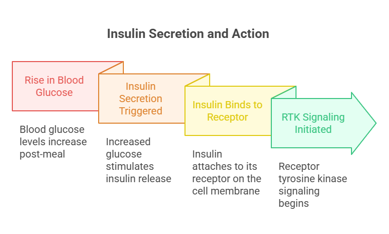 insulin secretion & action