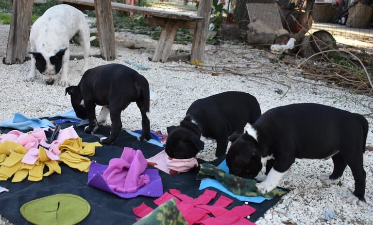 Socializzazione cuccioli Staffordshire Bull Terrier su tappeti sensoriali.