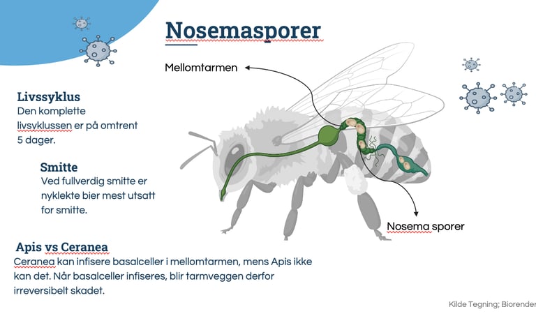 Foredrag Bergen Birøktelag, Nosema diagnose