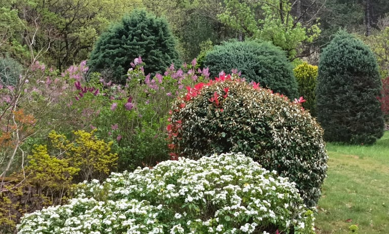 Choisya and Lilac are in flower, 