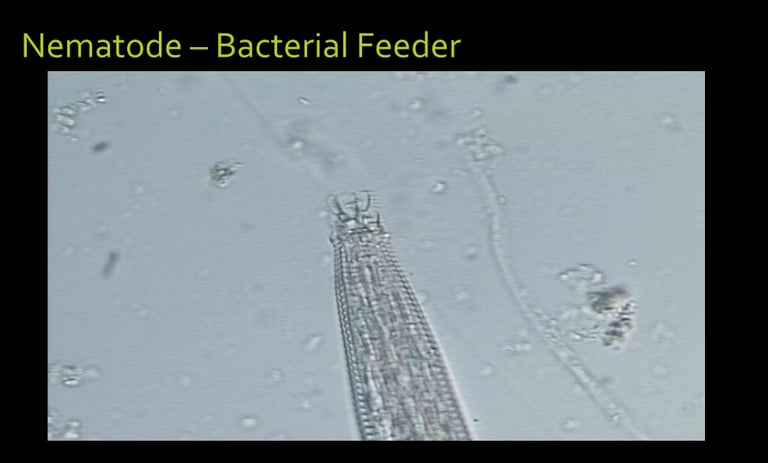 microscope image of a living bacterial feeding nematode