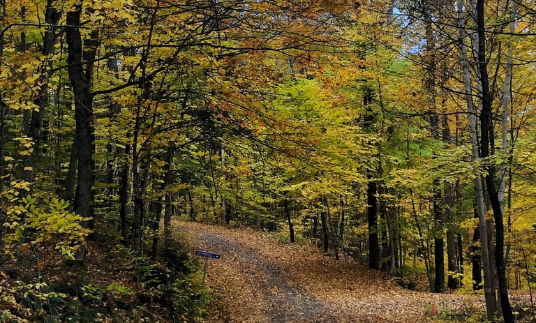 a dirt road with autumnal leaves on the ground
