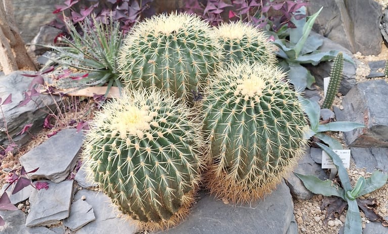 four round Barrel Cacti with yellow spines