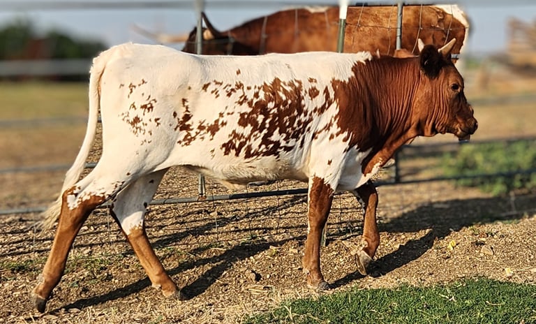 Miniature longhorn heifer calf in Venus, TX