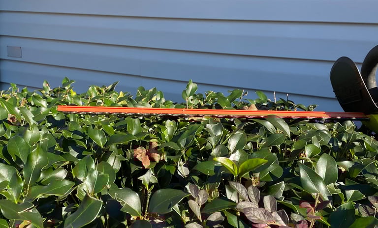 Hedge trimmer pruning a hedge.