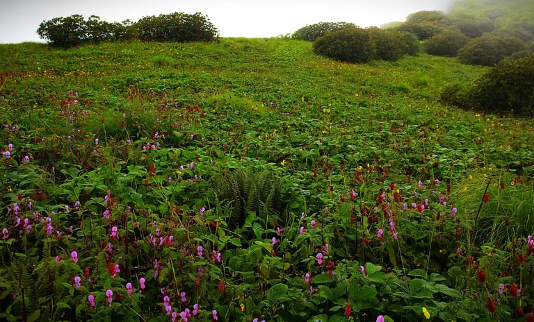 Meadow covered in pink and red wildflowers beneath misty green slopes