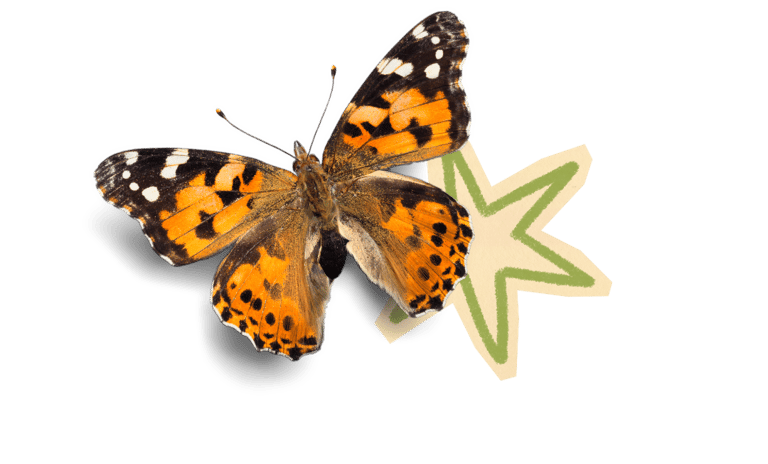 Elementos borboleta estrela