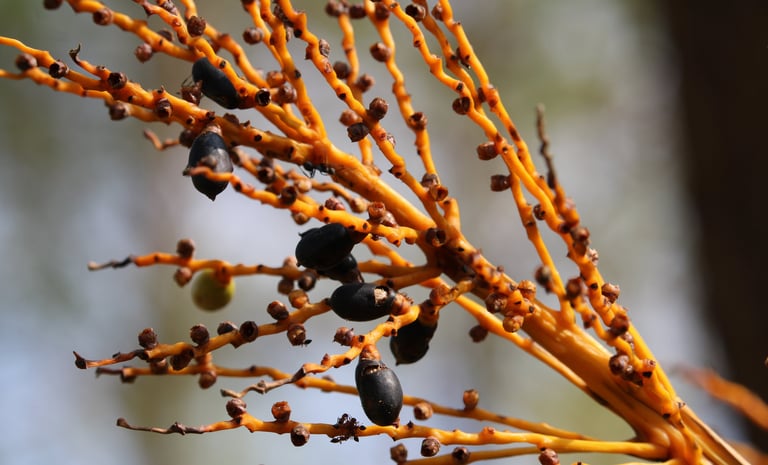 Fruits picked in the mountains
