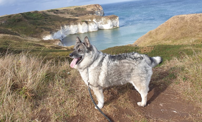 Norwegian Elkhound