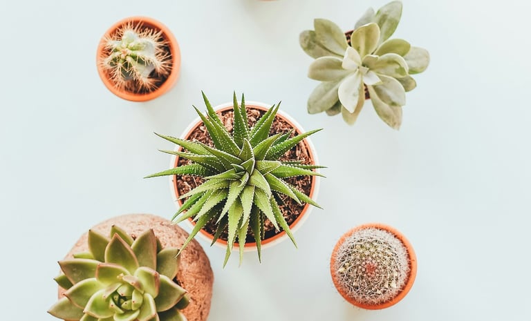 Close up of Cacti in pots