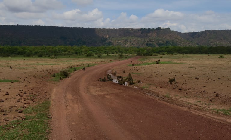 Monkeys looking for their meals in Lake Manyara National Park