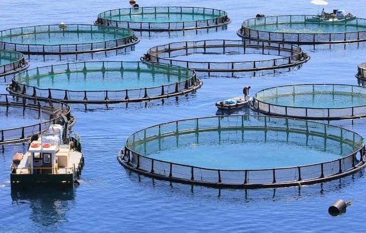sustainable crab farming