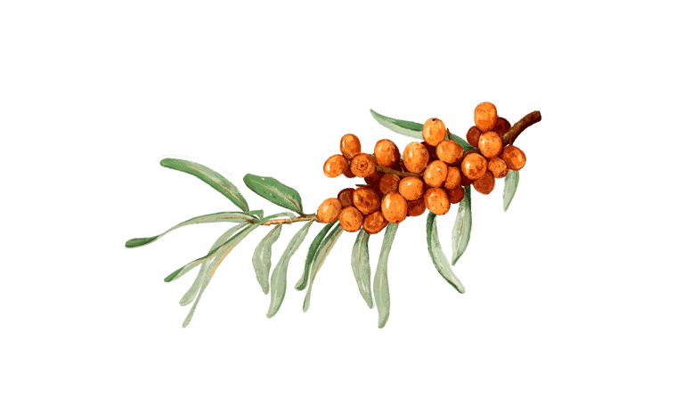 Sanddorn Argousier Sanddornbeeren