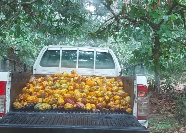 Uma carrinha cheia de frutos de cacau.