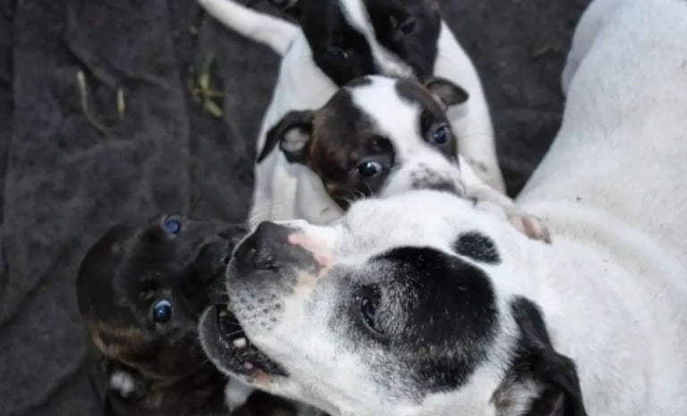 Cane adulto equilibrato interagisce con i cuccioli presso l'allevamento Grecalestaffs in Sicilia