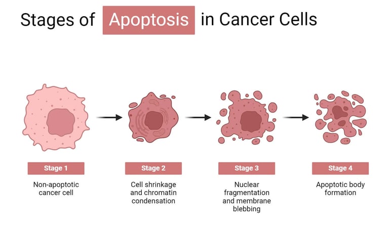 apoptosis