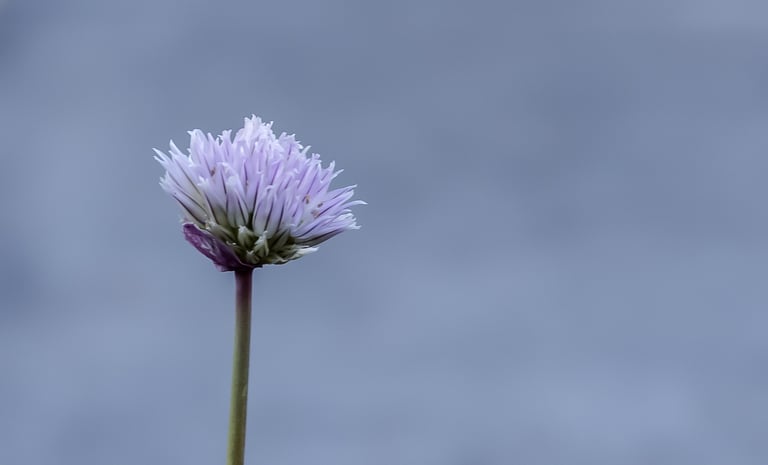 A single purple chive flower in bloom against a soft blue background.