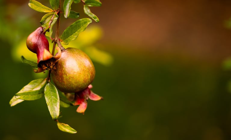 A small green and red ripening pomegranate fruit hanging on a leafy tree branch.