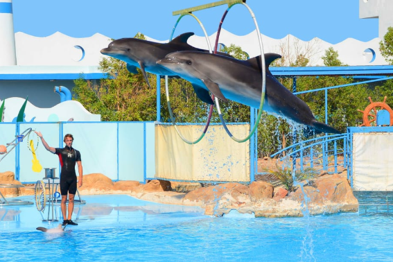 Dolphin performing tricks at Dolphin World Hurghada outdoor delphinarium