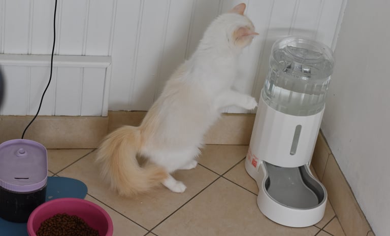 Pet Water Dispenser Les Dolls De Mitilo 2