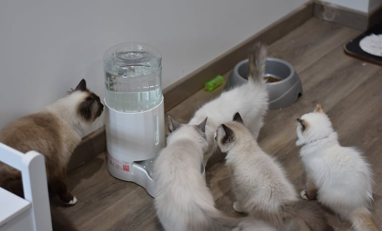 Pet Water Dispenser Les Dolls De Mitilo 3
