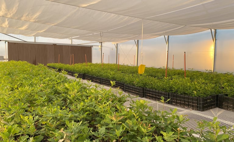 trufalab vivero plantines micorrizados