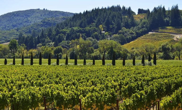 Sonoma County Vineyard with tall trees