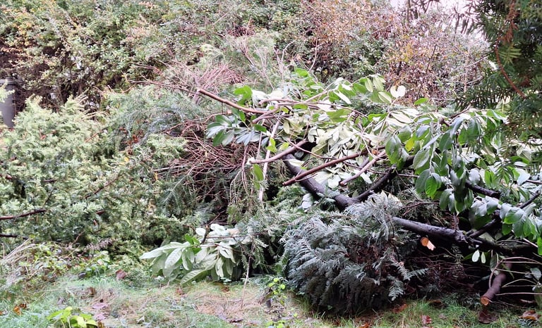 multiple already trimed shrub branches