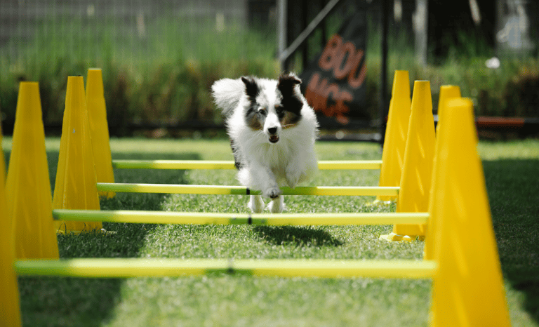 A dog leaping over some poles.