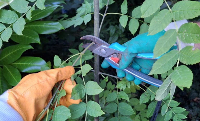 a preson pruning a plant for better growth