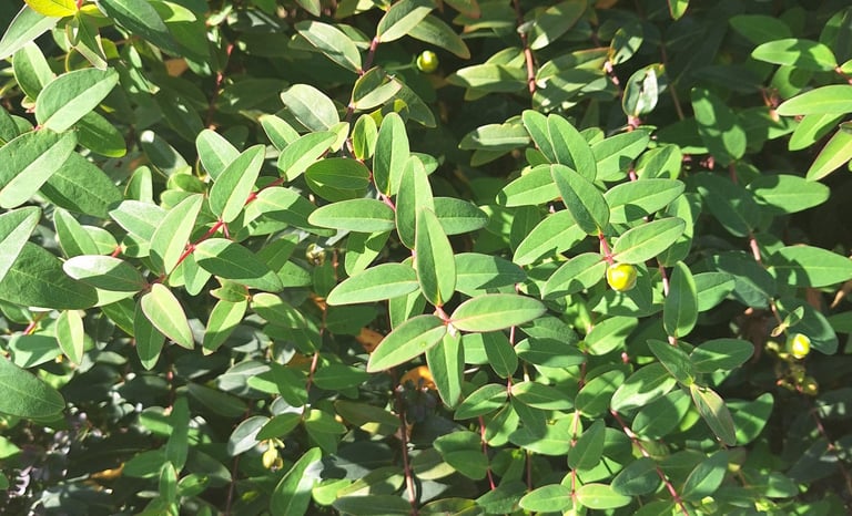 a leafy shrub that is growing well
