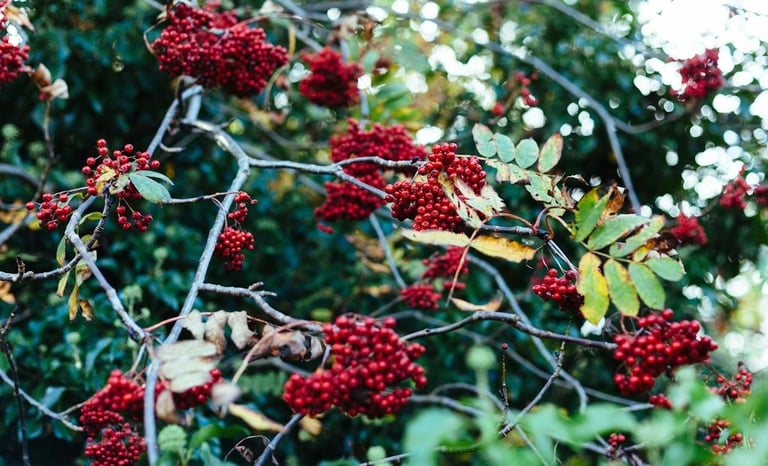 multiple leafy berry bushes