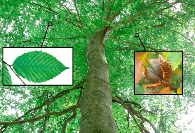 Close-up of a beech tree in West Island showing signs of Beech Bark Disease, including white scale i