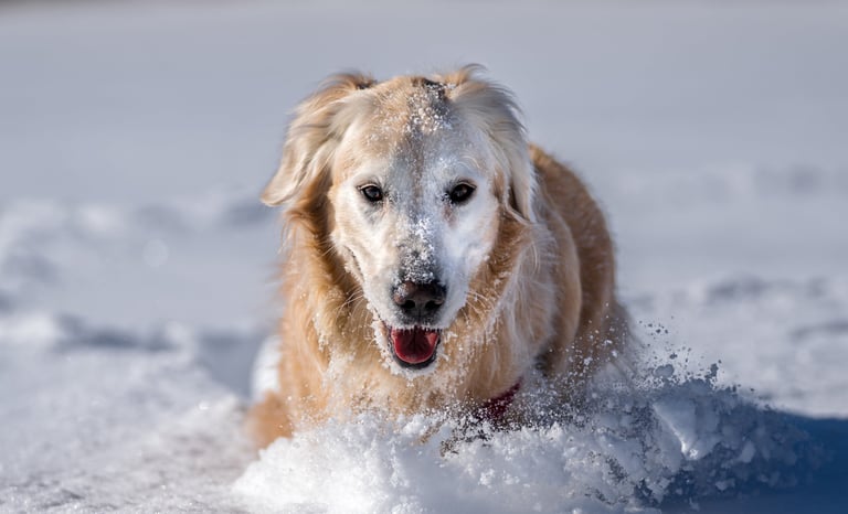 Golden Retriever with a snowy face running and playing in deep white snow during winter.
