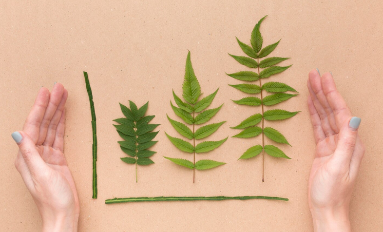 croissance plantes mains