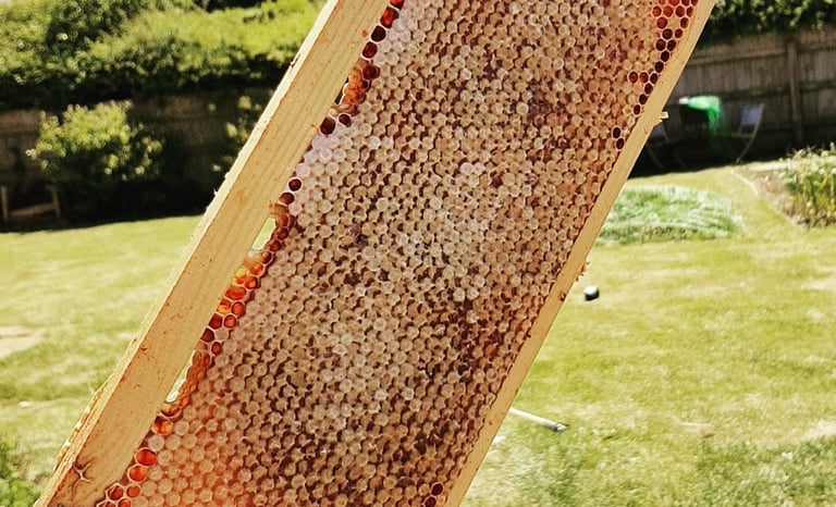 a frame of honey in the sun