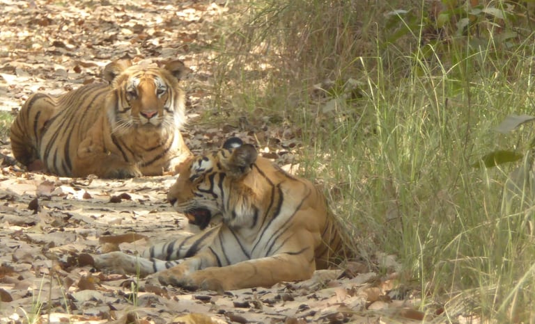 tigers in Bardiya National Park