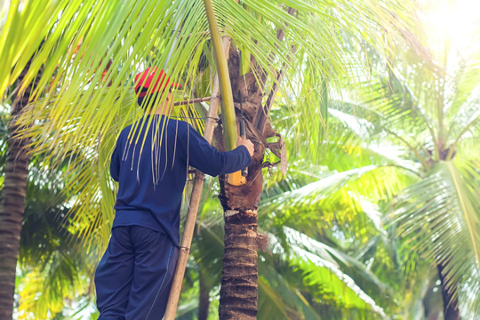 man trimming palm trees in honolulu, hawaii