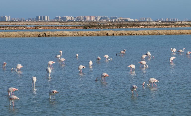 The calm waters of the salt flats are a common resting place for birds such as flamingos. Photo by Ø