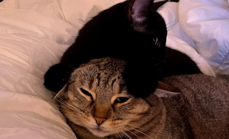 one black cat on top of a brown tabby