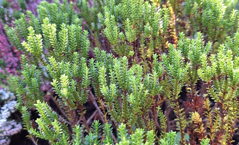 a small green shrub with very tiny leaves