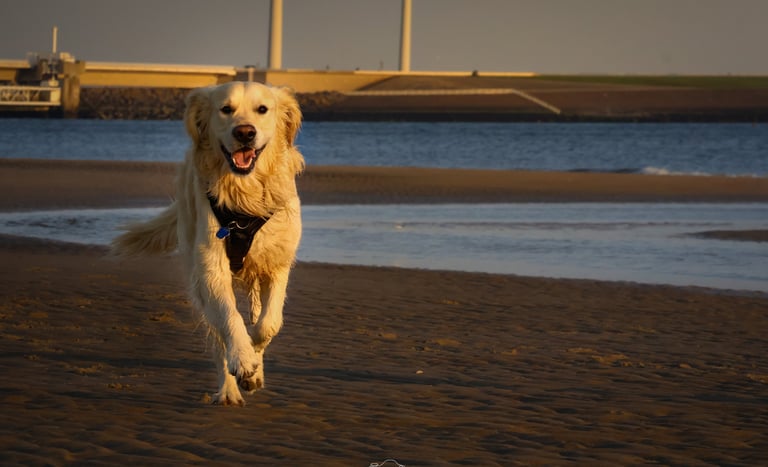 Foto van hond op strand