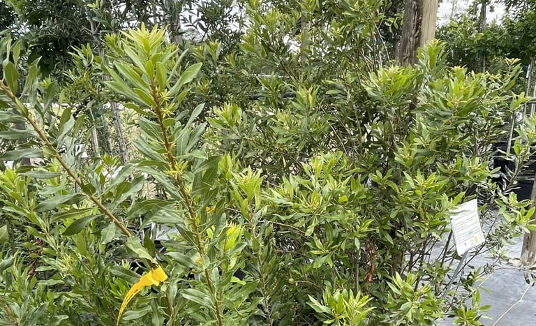 multiple deer hardy Wax Myrtles with a leafy foliage